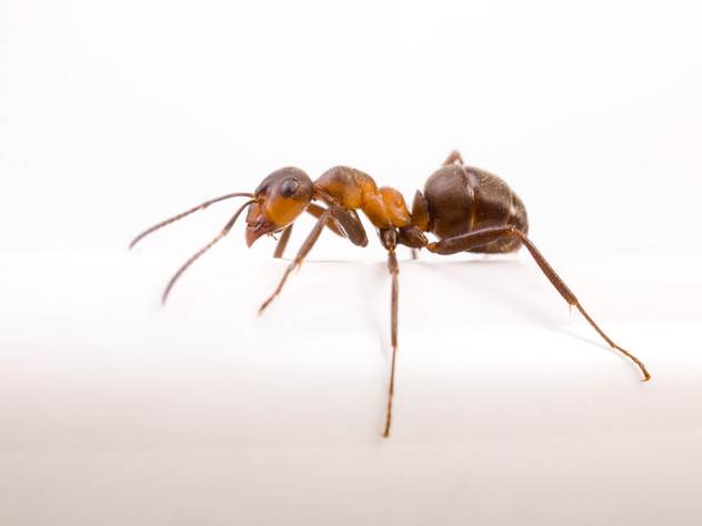Кристина Фокс знает, чего боятся муравьи.