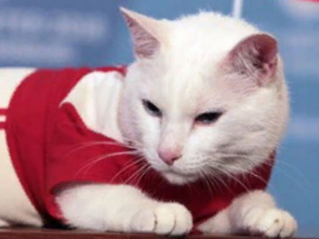 Возможно, Ахилл бует получатьпенсию кормом или наполнителем для лотка