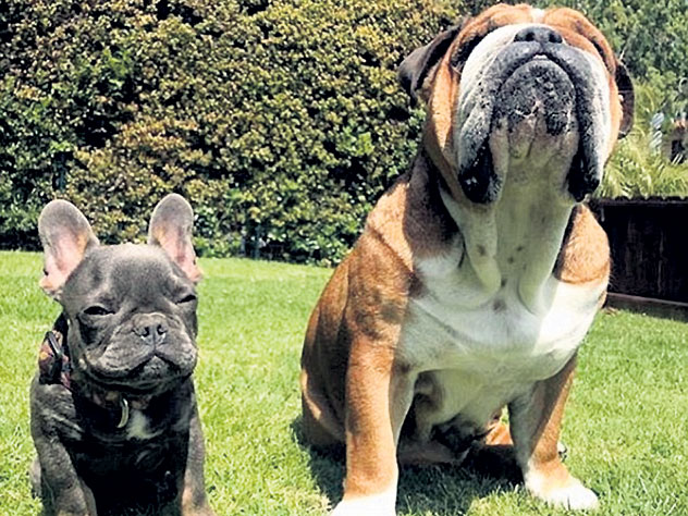 Собаки Хэмилтона