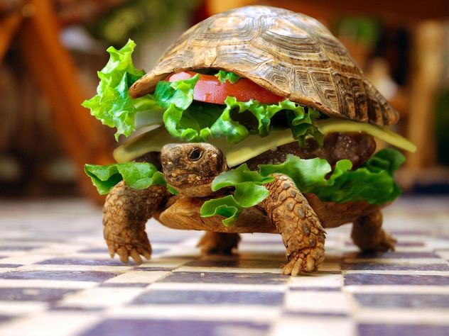 Черепаха-гамбургер
