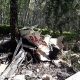 Самолет Cirrus упал в лесу на окраине Новосибирска