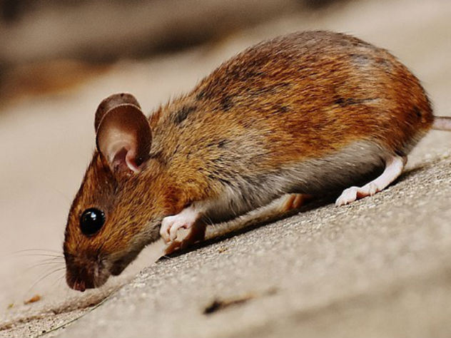 Американские ученые нашли способ победить старость