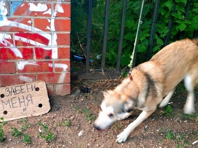рядом с брошенной собакой поместили табличку "забери меня"