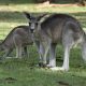 Десятки тысяч кенгуру вышли в города Австралии