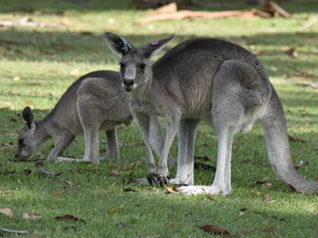 Десятки тысяч кенгуру вышли в города Австралии