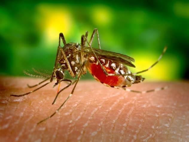 Учёные намереваются уничтожить всех малярийных комаров