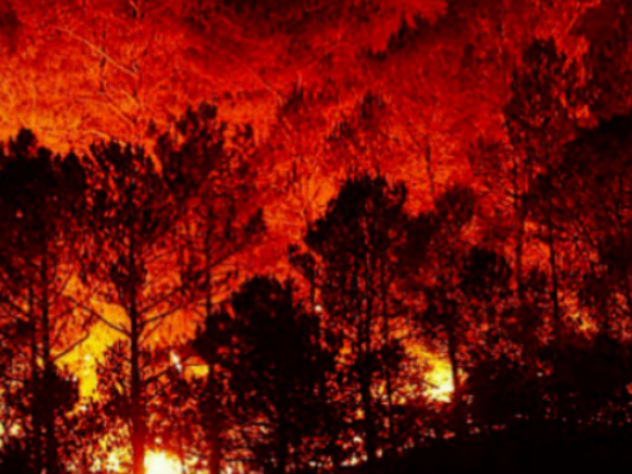В результате пожаров в Греции погибло более 50 человек