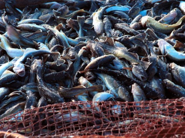 Эксперты не исключают резкого роста цен на рыбу