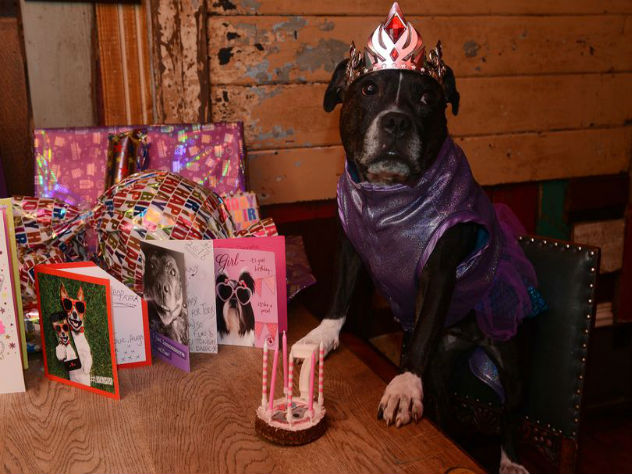 Клеопатра празднует седьмой день рождения