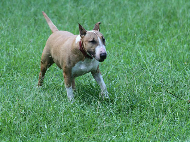 В Ростовской области есть бешенство