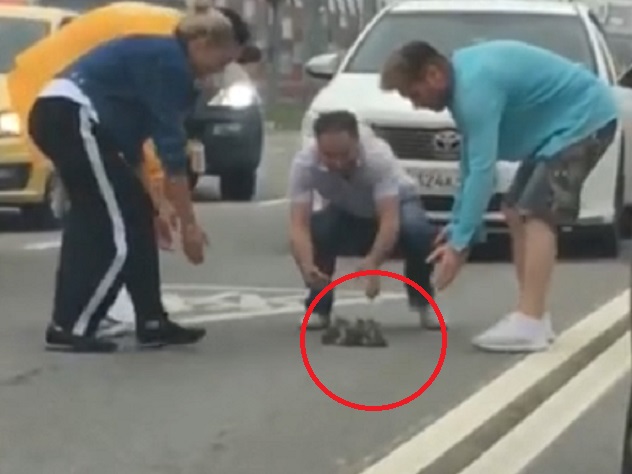 Фото как утята переходят шоссе в Москве