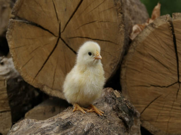 цыплята в Белоруссии