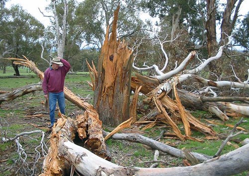 Под этим деревом, в которое ударила молния Громовержца, точно лучше было не стоять. Фото: wikipedia.org / Cgoodwin