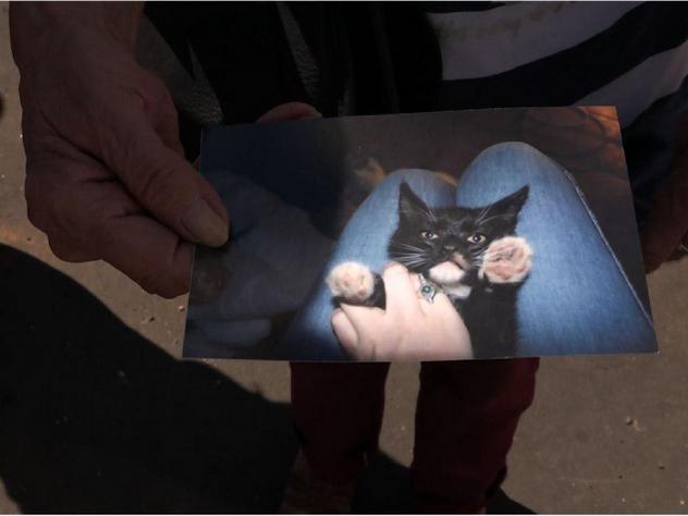 сбежавшего кота попросили арестовать