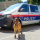 Собак в австрийской полиции обувают от жары