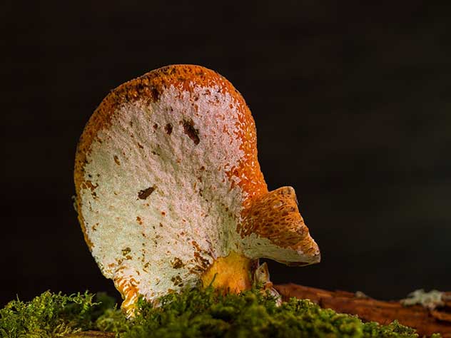 Приморские грибы паразиты делают из насекомых зомби