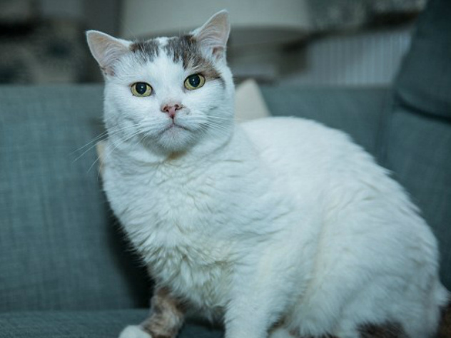 Британский кот спас свою хозяйку от смерти