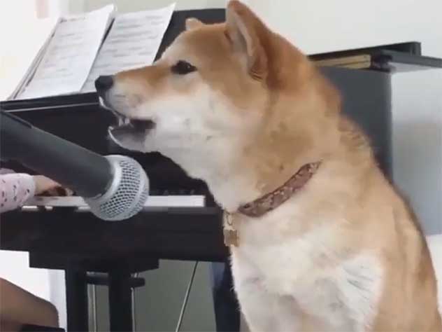 Дима Билан нашел собаку своей мечты