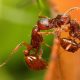 Красные огненные муравьи очень опасны для человека