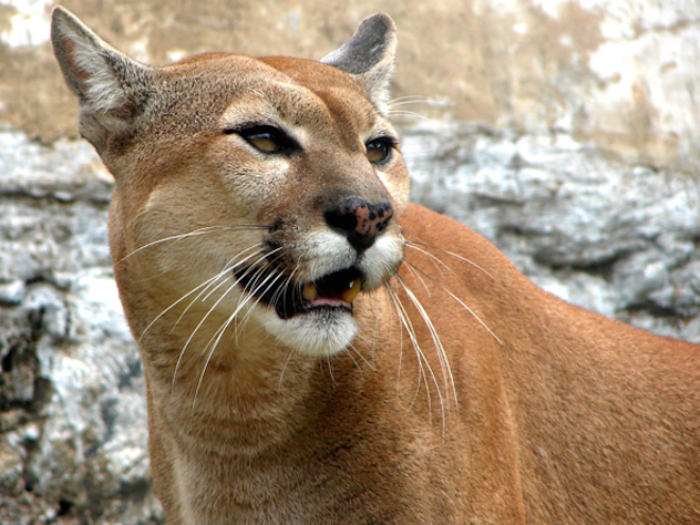 Девочка выстрелила из лука и спасла брата