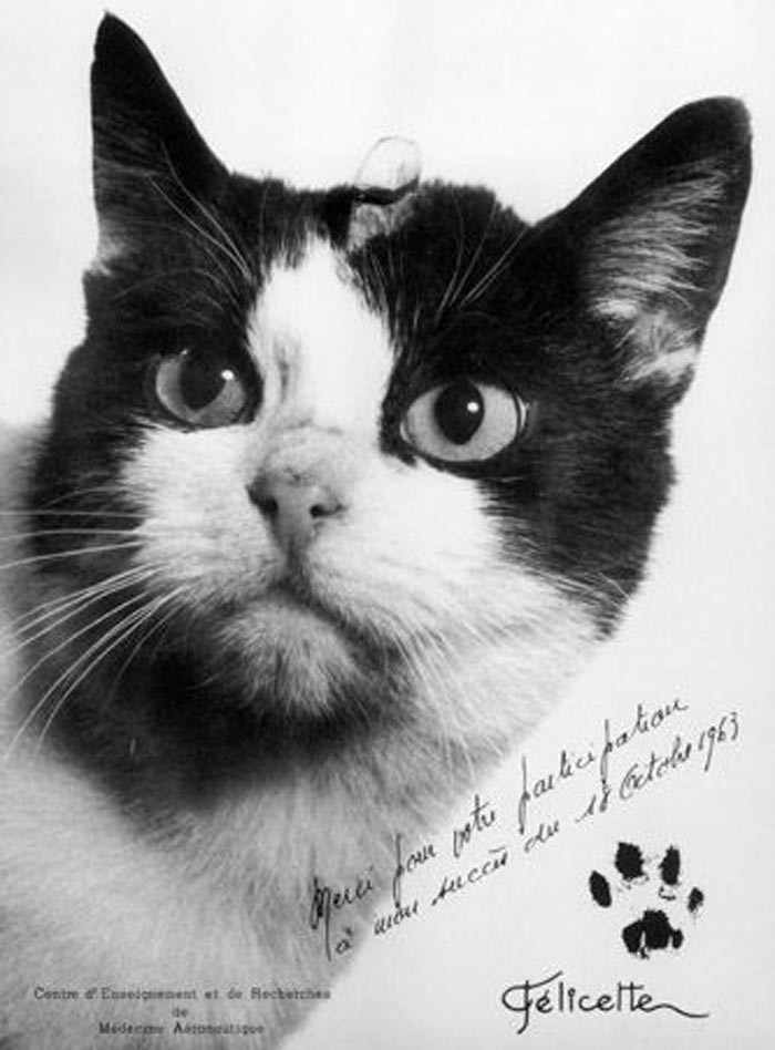 Первая кошка-космонавт, Фелисетт, 1963 год, Франция. Фото: Wikimedia.org