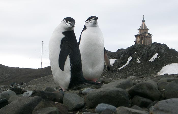 Храм Святой Троицы… и пингвины — на российской антарктической станции Беллинсгаузен. Фото: Wikipedia.org/Владимир Соловьев