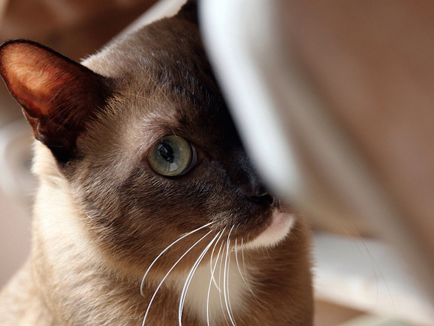 Самый старый кот по имени Дым модет устаноить рекорд долголетия среди российских кошек