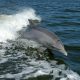 Дельфин Зафар распугал туристов в Бретани