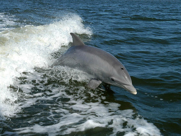 Дельфин Зафар распугал туристов в Бретани