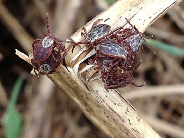 как вытащить клеща