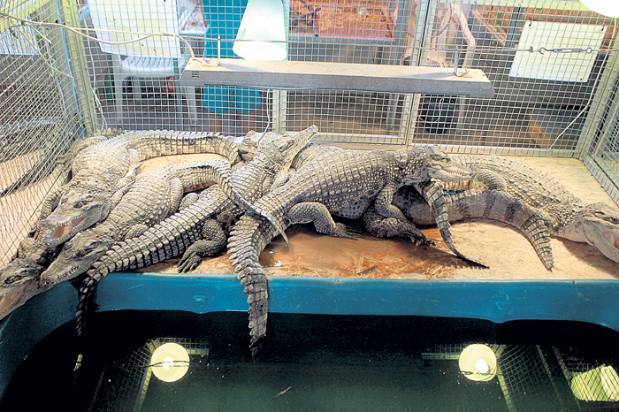 Сиамские крокодильчики одного размера и не способны откусить друг у друга что-то лишнее, поэтому их держат в одной клетке