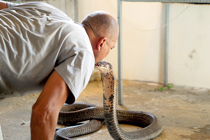 Самая крупная ядовитая змея - королевская кобра - млеет при виде биолога Хавронича