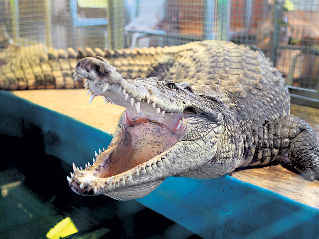 Крокодила не могут поймать в Тайланде