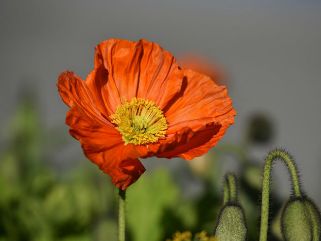 В Перми пенсионера приговорили к году условно за выросший на его огороде мак