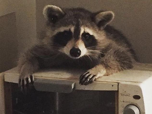 Енот обокрал женщину