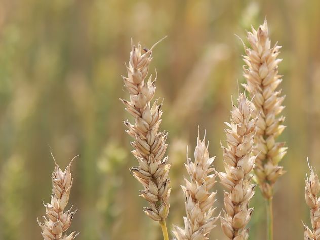 Фермеры обеспокоены урожаем в России