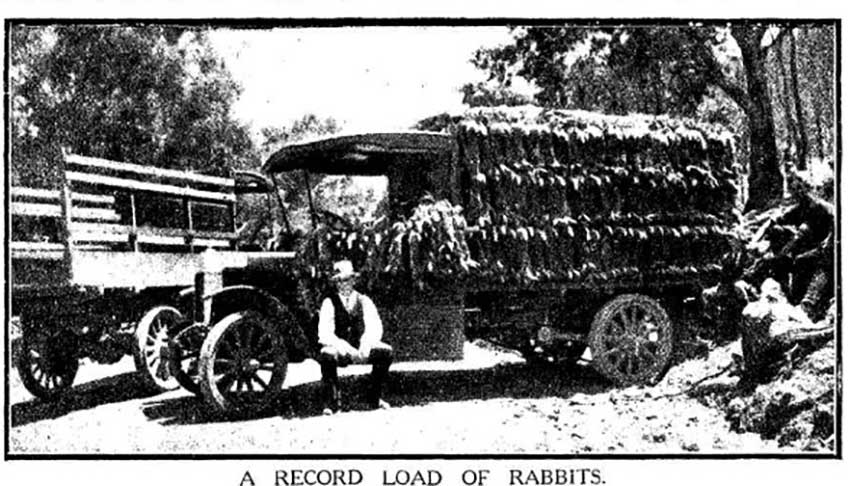 Грузовик в 3800 кроликами. 27 марта 1918 года. 