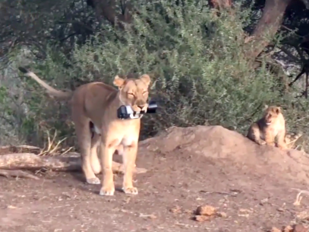 фото льва, львица задушила самца