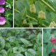 7 многолетних растений для сухого тенистого сада