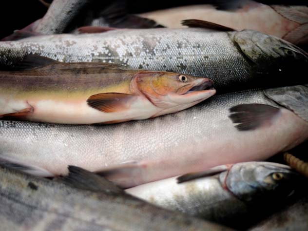 Гигантские свалки красной рыбы нашли на Камчатке