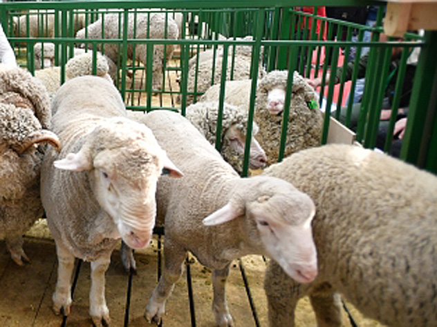 Организаторам акции грозит статья за жестокое обращение с животными.