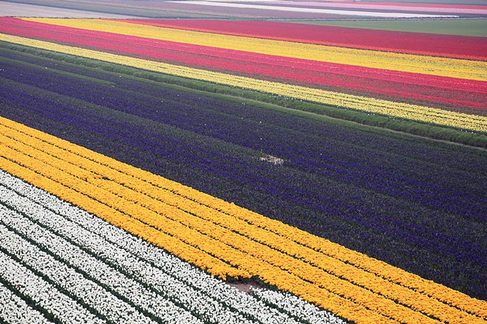Современные тюльпановые поля в Голландии. Фото: Hans A. Rosbach/ wikimedia.org