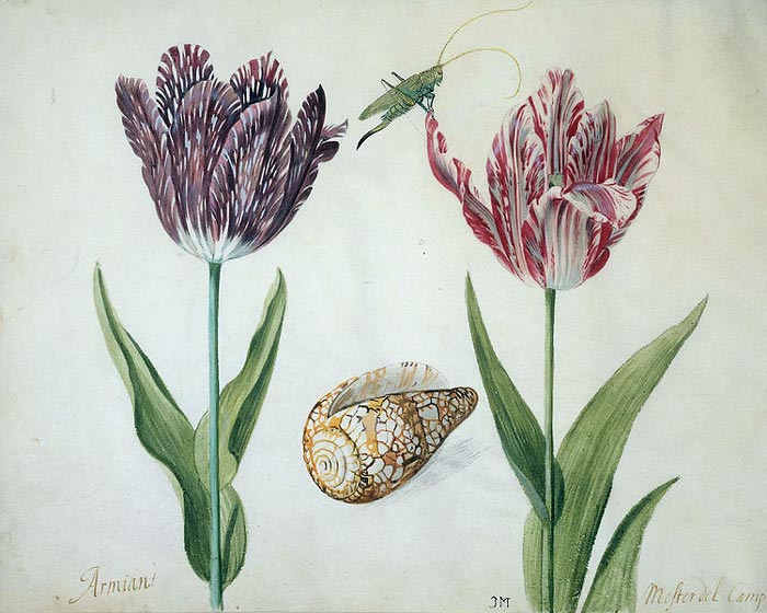 Пестролистые тюльпаны. Лист каталога тюльпанов 1630-х годов из коллекции Нидерландского историко-экономического собрания. Источник: wikimedia.org