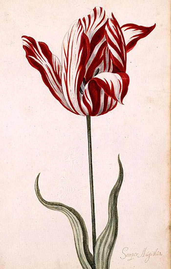 Тюльпан Semper Augustus. Источник: wikimedia.org