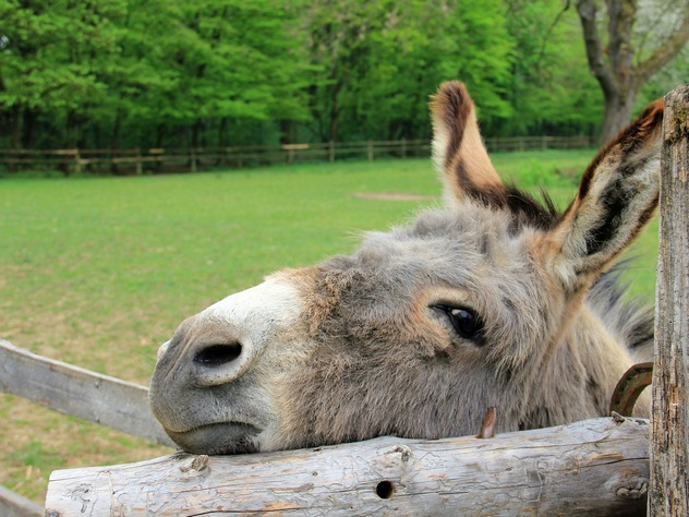 осел, Ирландия, Коннемара