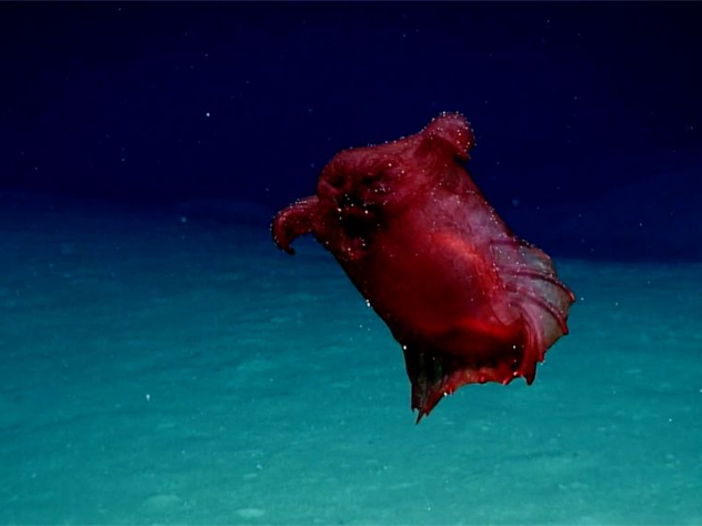 морской огурец, Австралия