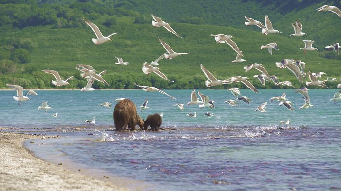 Камчатские медведи в естественной среде