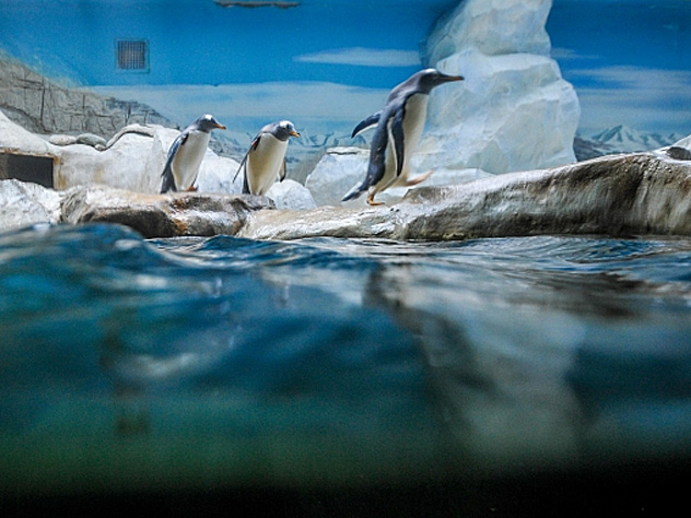 Пингвины часто образуют гомосексуальные пары.