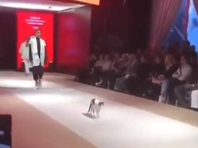 Кошка пробралась на подиум и стала звездой модного показа