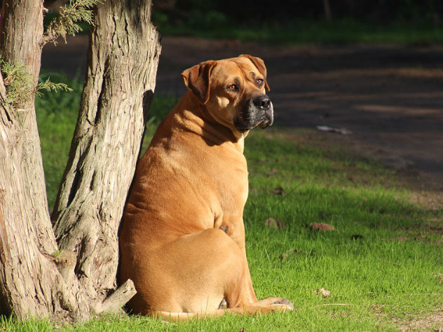 собака клянчит еду, сша